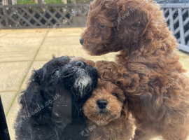 toy poodle puppies
