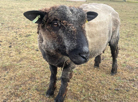 Coloured Ryeland Ram