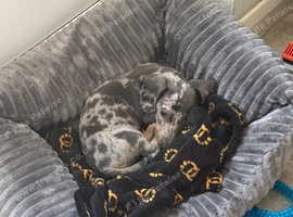 Male dachshund