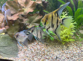 Pair of adult angelfish