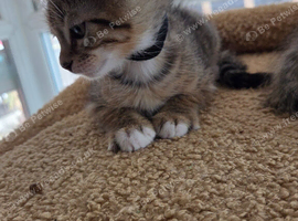 Bengal shorthair x recollection kittens