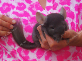 Baby Chinchilla, Male for sale