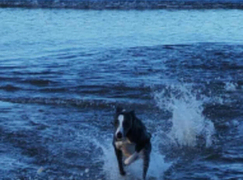 Beautiful blue and white whippet for stud.