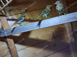 Fife  Canaries  For Sale  ..