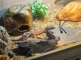 4 year old leopard gecko and complete set up