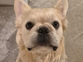 KC registerd fluffy cream male french bulldog