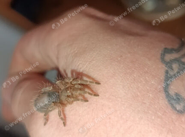 Golden knee tarantula