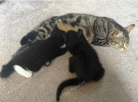 2 black female kittens