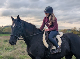 Real life Black Beauty - 15.3hh gelding