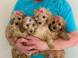 Cavapoo