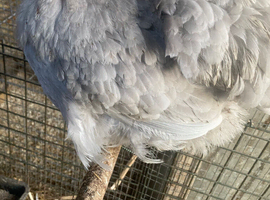 Trio of lavender Pekin bantams