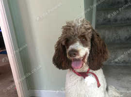 Handsome sproodle for stud