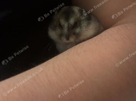 Male Russian Dwarf Hamster
