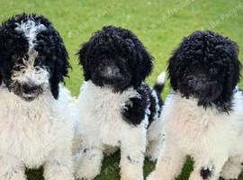 READY NOW Beautiful kc standard poodle puppies