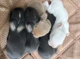 Beautiful litter