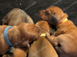 Miniature Dachshunds wanting new homes