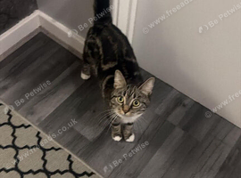 Tabby Cat
