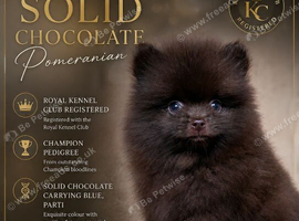 CHAMPION PEDIGREE KC POMERANIAN PUPPIES