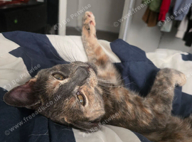 5 month kitten for rehoming