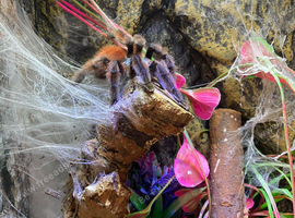 Large collection of tarantulas all with exo terror enclosures, need to sell due to house move,