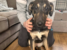 Labrador x saluki x greyhound