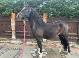 2yo Registered Welsh Section C