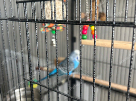 Pair of budgies