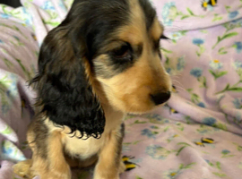 Stunning Show Type Cocker Spaniel Puppies Ready Now