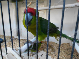 Cock kakariki for sale.