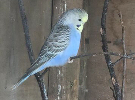 Semi tame budgies