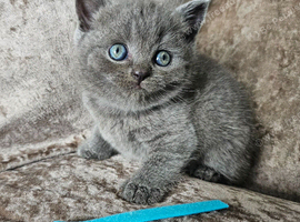 3 pedigree British blue shorthairs kittens
