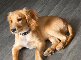 Forever home needed