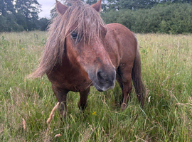 Registered mini Shetland mare