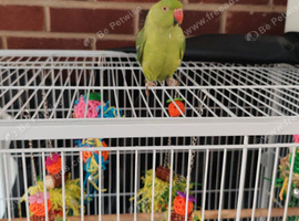 16 month old indian ring neck female