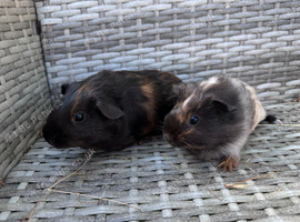 Baby guinea pigs REDUCED
