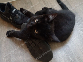 Kitten