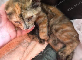Female kitten