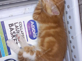 1 ginger female kitten