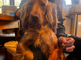 Proven Cocker Spaniel