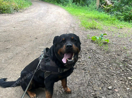 Rottweiler puppies looking for new jobs