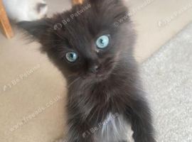 Two kitten boys ragdoll blue eyes