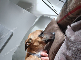 Rehoming my pup housing circumstances