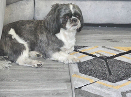 Beautful male  grey n white for stud