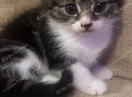X3 female kittens