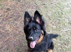 German shepherd cross Rottweiler