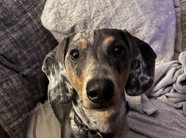 Boy looking for a forever home