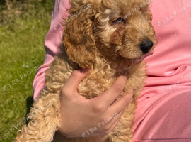 Cute Toy Cavapoo Puppies