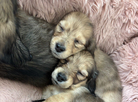 Beautiful Long-Haired Miniature Dachshund Puppies