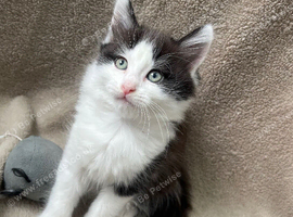 Russian blue mixed breed kitten