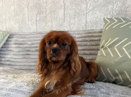 Kc Health Tested Ruby Cavalier King Charles At Stud